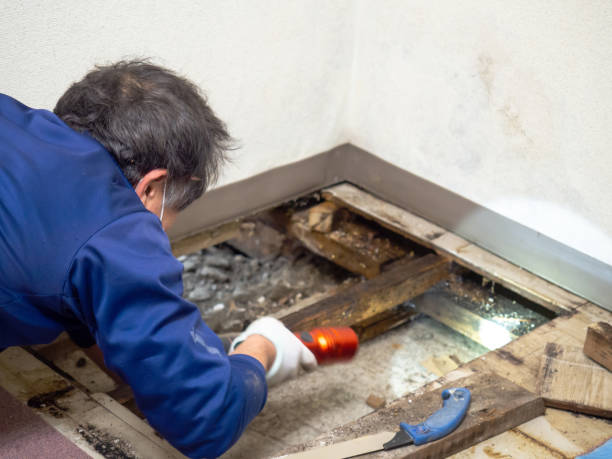 Best Crawl Space Mold Removal  in Schoolcraft, MI