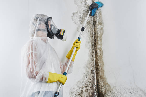 Best Mold Removal Company Near Me  in Schoolcraft, MI