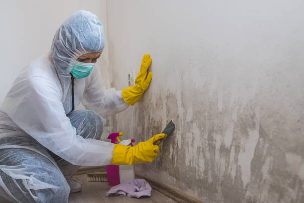 Best Emergency Mold Removal  in Schoolcraft, MI