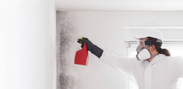 Best Certified Mold Removal  in Schoolcraft, MI