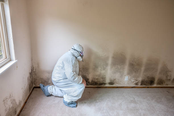 Best Local Mold Removal Service  in Schoolcraft, MI