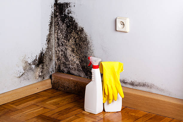 Best Best Mold Removal Companies  in Schoolcraft, MI