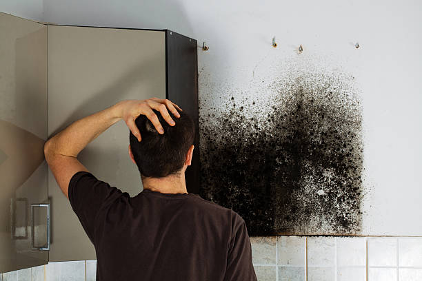 Best Commercial Mold Removal  in Schoolcraft, MI