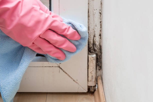 Best Residential Mold Removal  in Schoolcraft, MI