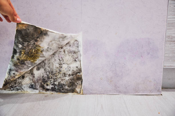 Certified Mold Removal in Schoolcraft, MI